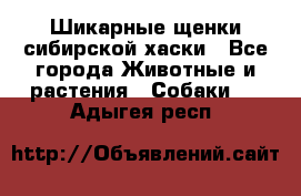 Шикарные щенки сибирской хаски - Все города Животные и растения » Собаки   . Адыгея респ.